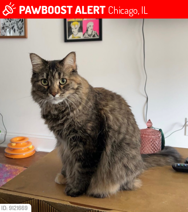 Lost Female Cat last seen N Hoyne Ave and W Lyndale St, Chicago, IL 60647
