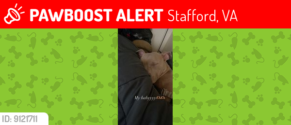 Lost Female Dog last seen wawa, Stafford, VA 22554