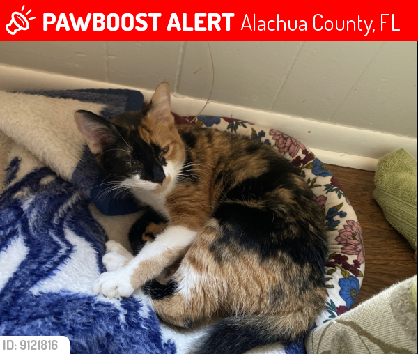 Lost Female Cat last seen Near SW 8th Avenue and SW 80th Blvd, Alachua County, FL 32607