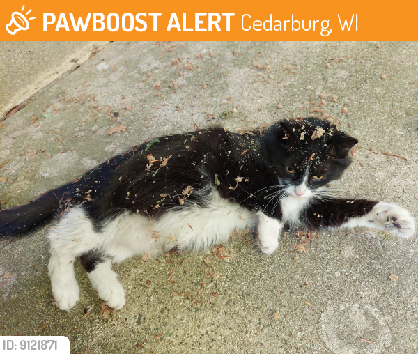 Rehomed Female Cat last seen Lincoln Blvd & Taft St, Cedarburg WI, Cedarburg, WI 53012