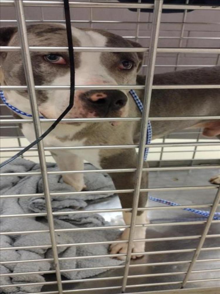 Shelter Stray Male Dog last seen Near BLOCK BARTON CREEK BLVD UNIT 1122, Austin, TX 78702