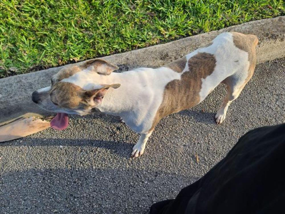 Shelter Stray Male Dog last seen W OAKLAND PARK BLVD & ROCK ISLAND RD, LAUDERHILL, FL 33313, Davie, FL 33312