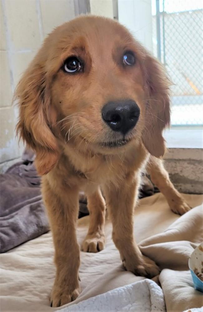 Shelter Stray Male Dog last seen Kern County, CA , Bakersfield, CA 93308