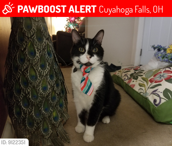 Lost Male Cat last seen Archwood Place and Roosevelt , Cuyahoga Falls, OH 44221
