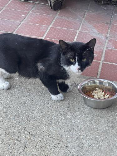 Found/Stray Male Cat last seen Between Mitchell and lapham, Milwaukee, WI 53204