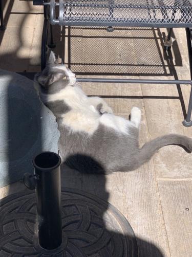 Found/Stray Unknown Cat last seen Hawes and ocotillo , Queen Creek, AZ 85242