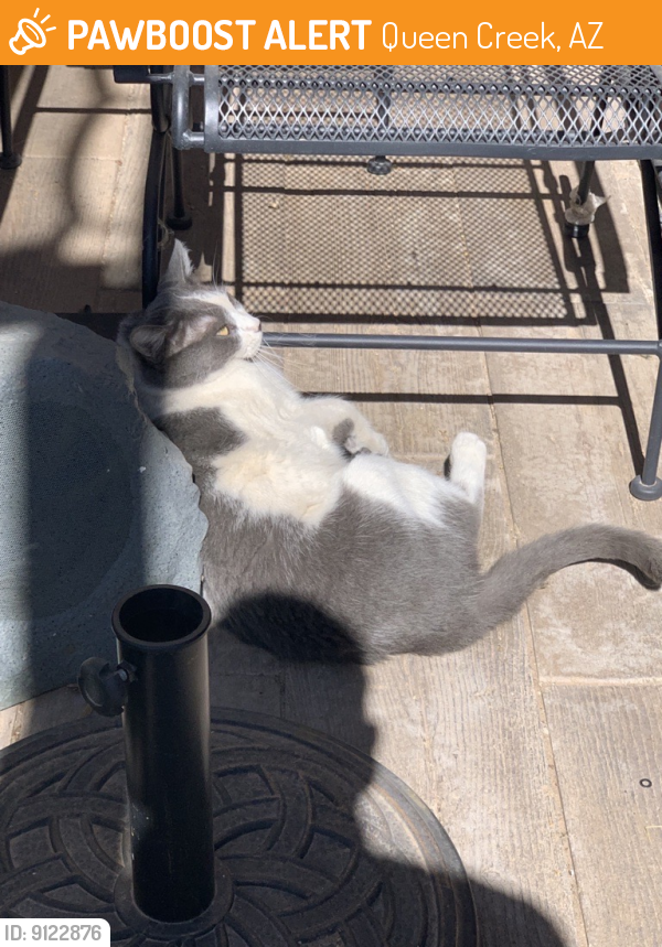 Found/Stray Unknown Cat last seen Hawes and ocotillo , Queen Creek, AZ 85242