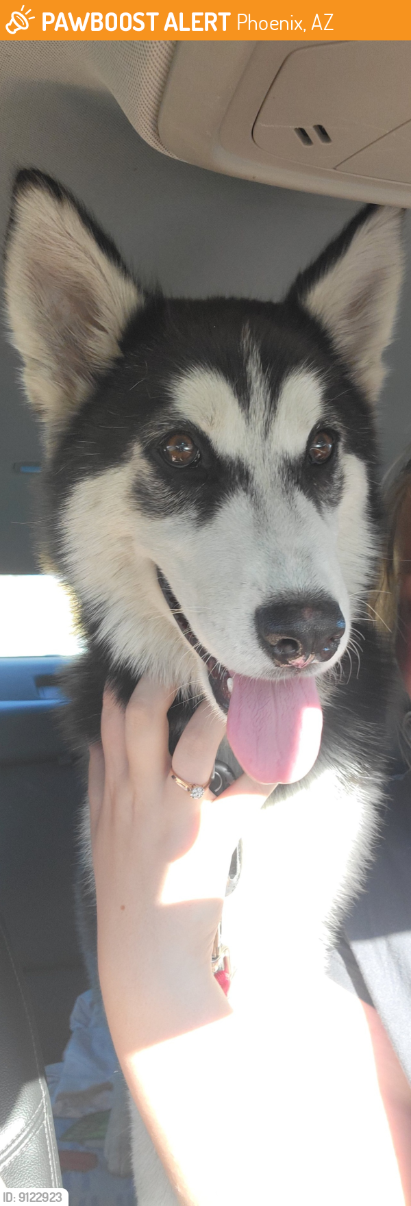Found/Stray Female Dog last seen Quick trip, Phoenix, AZ 85051