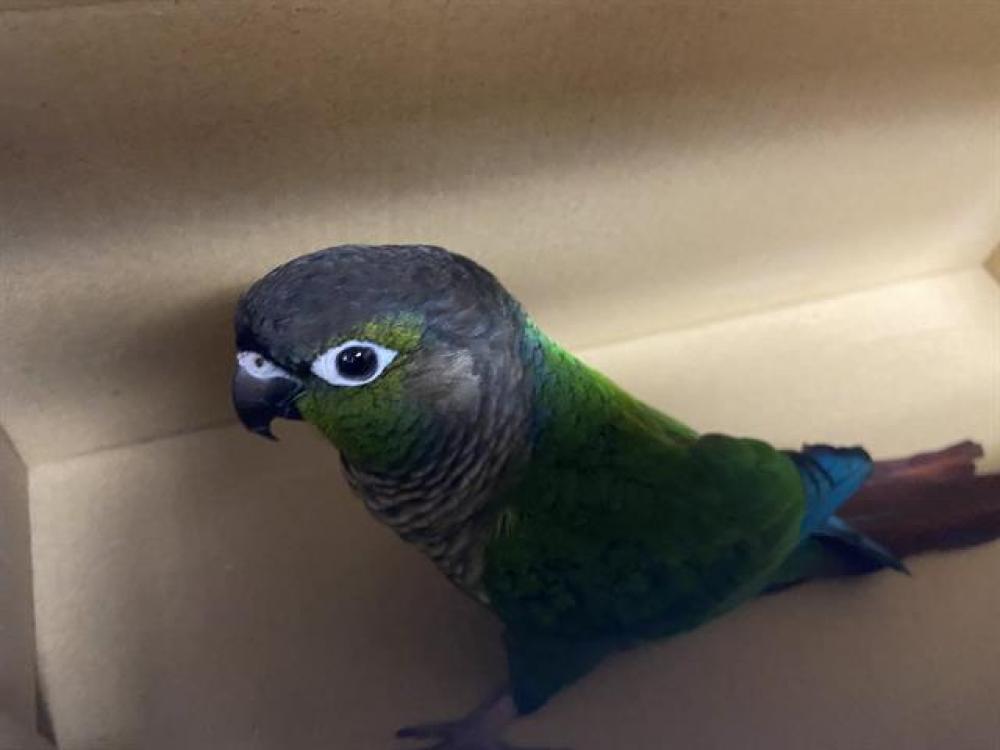Shelter Stray Unknown Bird last seen 84TH AND NATIONAL, West Milwaukee, WI 53215