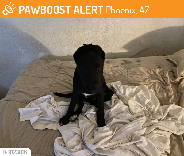 Rehomed Male Dog last seen Near N Maryvale Pkwy, Phoenix, AZ 85031, USA, Phoenix, AZ 85031