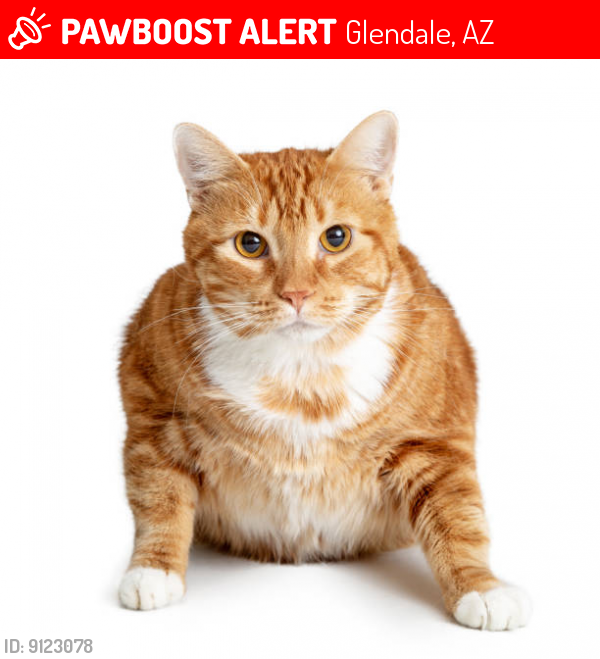 Lost Male Cat last seen W union hills 68th Glendale , Glendale, AZ 85382