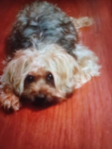 Lost Male Dog last seen Vermont  and 44th place, Gary, IN 46409