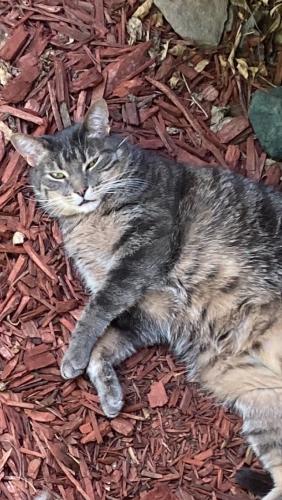 Lost Male Cat last seen 76th and Lincoln, West Allis, WI 53219