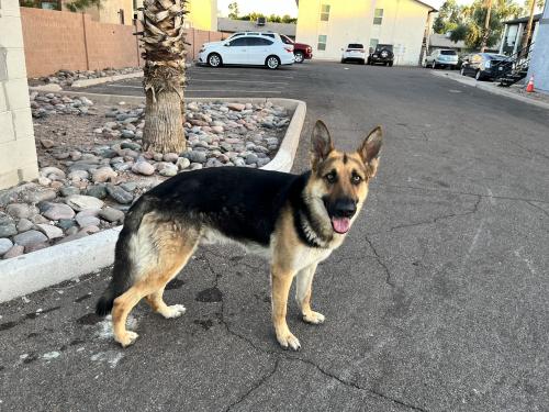 Found/Stray Male Dog last seen Ivyglen and Date near LDS church , Mesa, AZ 85201