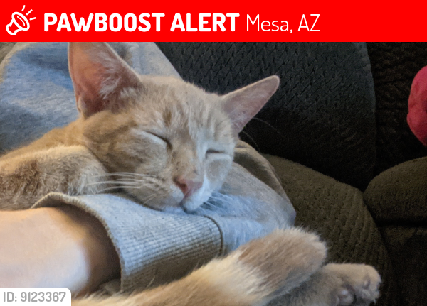 Lost Male Cat last seen Higley Rd and Brown Rd., Mesa, AZ 85205