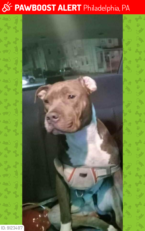 Deceased Female Dog last seen Between Ann and cambia st on aramingo ave, Philadelphia, PA 19134