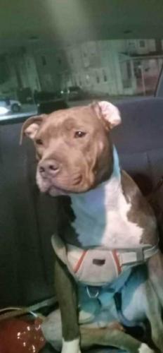 Lost Female Dog last seen Between Ann and cambia st on aramingo ave, Philadelphia, PA 19134