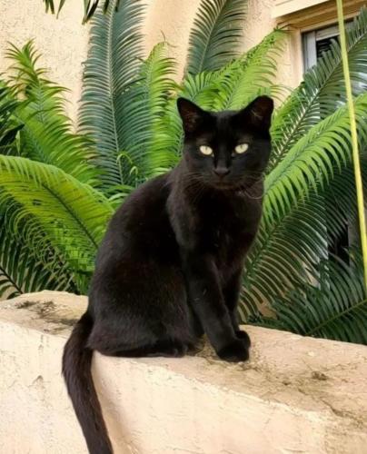 Lost Female Cat last seen Near AVE 53rd St Miami Fl 33185, Kendall West, FL 33185