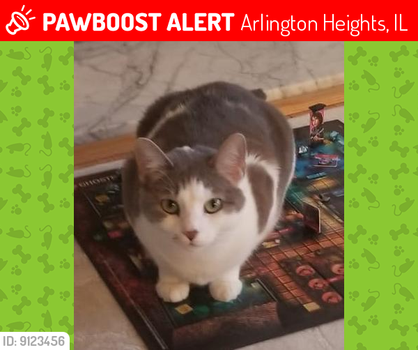 Lost Female Cat last seen Lynn Ct vs Briarwood Dr, Arlington Heights, IL 60005