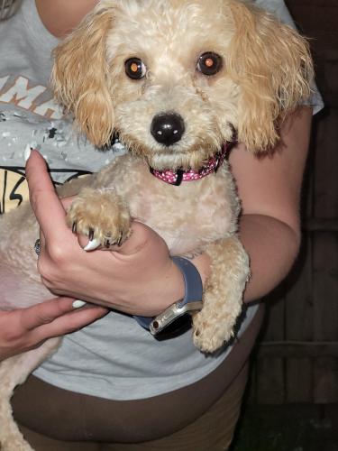 Found/Stray Female Dog last seen 107th and Donna , Milwaukee, WI 53224