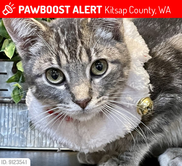 Lost Male Cat last seen Clover Blossom Lane/John Carlson, Kitsap County, WA 98311