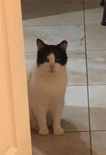 Lost Male Cat last seen Mary Ave S and est St E, Lehigh Acres, FL 33974