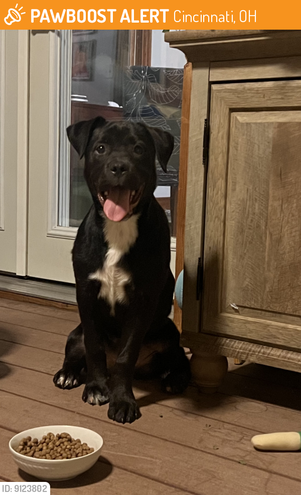 Cincinnati, OH Stray Female Dog Found Near Found on Ruther Avenue by