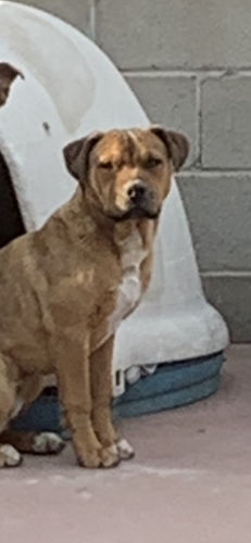 Lost Male Dog last seen coors/fortuna, Albuquerque, NM 87102