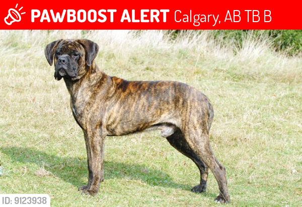 Lost Male Dog last seen Near st se , Calgary, AB T2B 1B6