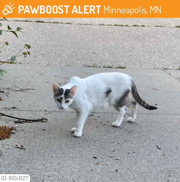 Found/Stray Unknown Cat last seen 37th street 1st ave, Minneapolis, MN 55409