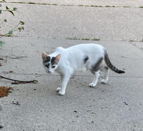 Found/Stray Unknown Cat last seen 37th street 1st ave, Minneapolis, MN 55409