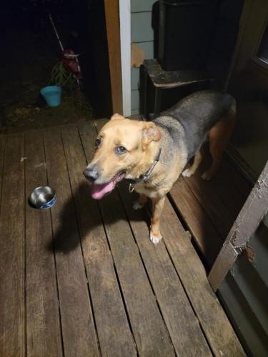 Found/Stray Male Dog last seen Quail run & Brookview Trl , Gwinnett County, GA 30044