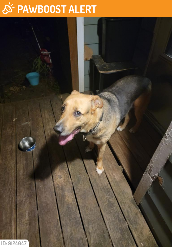 Found/Stray Male Dog last seen Quail run & Brookview Trl , Gwinnett County, GA 30044
