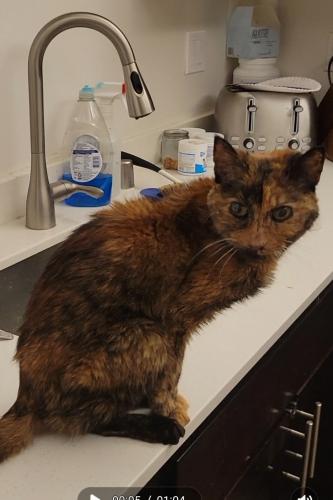 Lost Female Cat last seen 115th Court , West Allis, WI 53214