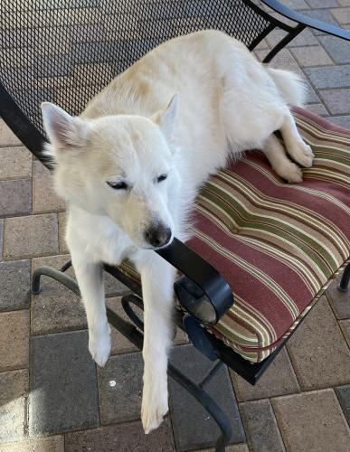 Lost Female Dog last seen Speedway and Silverbell, Tucson, Tucson, AZ 85745