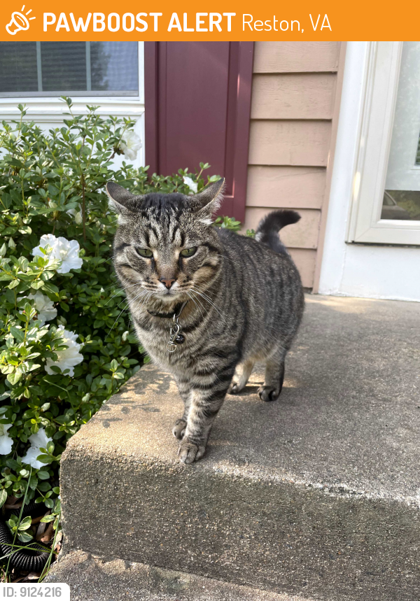 Found/Stray Male Cat last seen Sunrise Valley Drive and South Lakes Rd, Reston, VA 20191