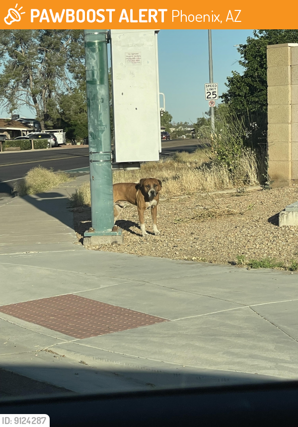 Found/Stray Male Dog last seen N 32nd Street & Grovers. Across from Paradise Valley Community College , Phoenix, AZ 85032