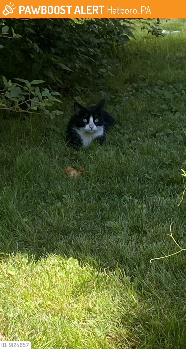 Found/Stray Unknown Cat last seen E Moreland Ave and S New Street, Hatboro, PA 19040