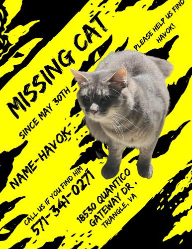 Lost Male Cat last seen Quantico Gateway Drive , Triangle, VA 22172