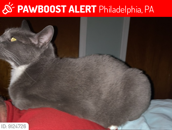 Lost Female Cat last seen Shunk/Colorado Sts, Philadelphia, PA 19145