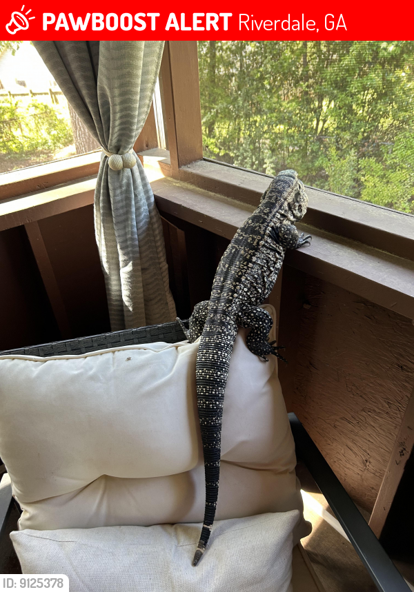 Lost Male Reptile last seen Windgate dr and holly ct riverdale, Riverdale, GA 30274