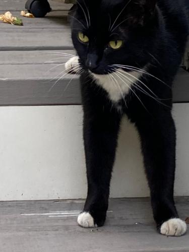 Found/Stray Unknown Cat last seen Flagler Ave NE and Montgomery Ferry, Atlanta, GA 30324