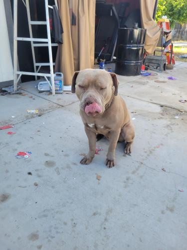 Lost Male Dog last seen 47th Ave and Bethany , Glendale, AZ 85301