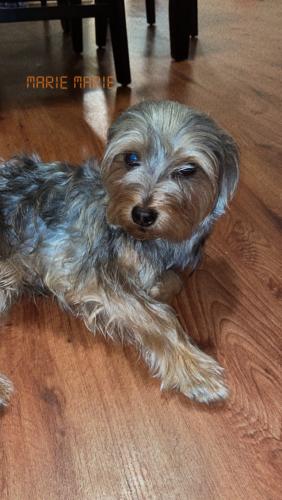 Lost Male Dog last seen Near and Fairfield ave, Chicago, IL 60632