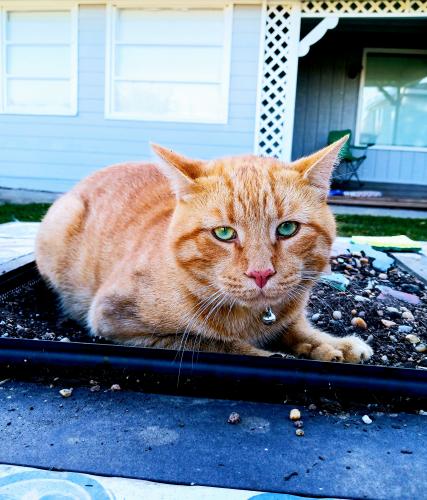 Lost Male Cat last seen Hamilton Mill Rd and Tuggle Rd, Buford, GA 30519