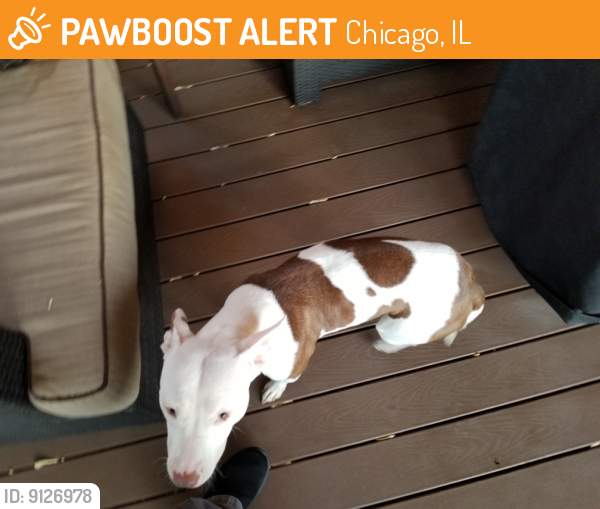 Rehomed Female Dog last seen Pulaski and Montrose, Chicago, IL 60625