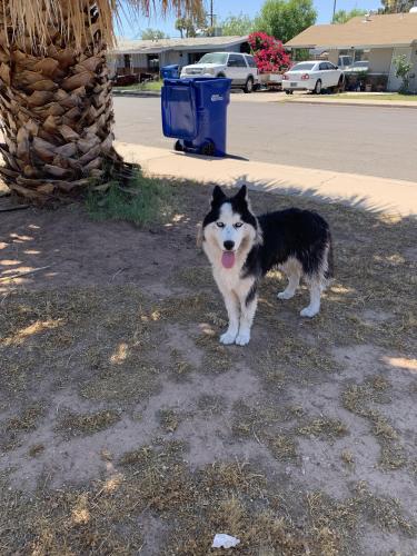 Found/Stray Unknown Dog last seen E Marilyn ave/ Lazona Ave, Mesa, AZ 85204