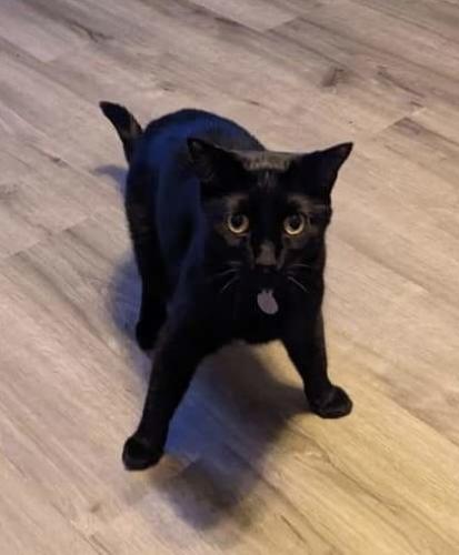 Lost Male Cat last seen Near 17th and State in Lockport, Lockport, IL 60441