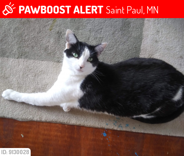 Lost Female Cat last seen Charlton and Page, Saint Paul, MN 55107
