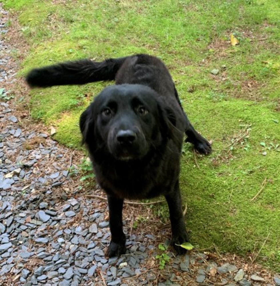 Shelter Stray Male Dog last seen Near Flat Shoals Avenue, Atlanta, GA, 30316, 30316, GA, Chamblee, GA 30341